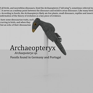 The First Bird - Display of Archaeopteryx