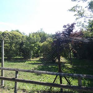 Iberian Wolf enclosure