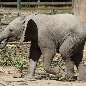 African Elephant calf