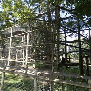 Francois Langur enclosure