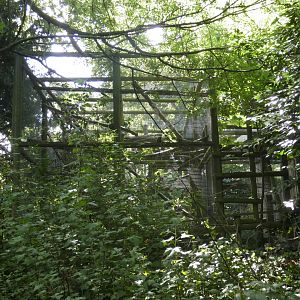 Pied Tamarin enclosure