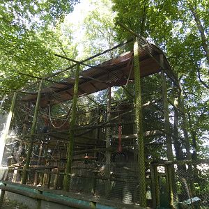 Moloch Gibbon enclosure