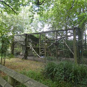 Clouded Leopard enclosure