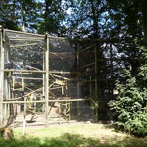 Lion-tailed Macaque enclosure in Woodland Walk