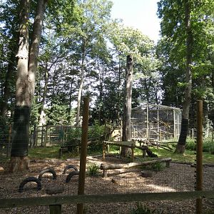 Open-topped Black-and-white Ruffed Lemur enclosure