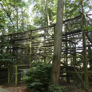 Clouded Leopard enclosure (2)