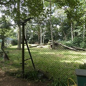 European Grey Wolf enclosure