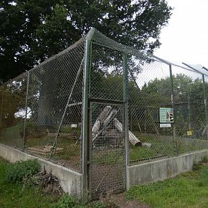 Male Honey Badger enclosure