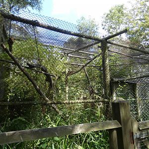 Margay enclosure