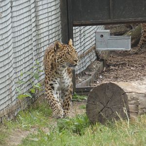 North Chinese Leopard
