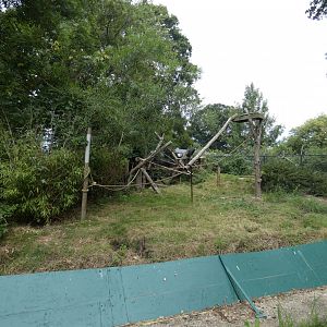 female Honey Badger enclosure