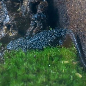Anderson's Crocodile Newt (Echinotriton andersoni)