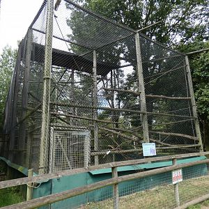 Dusky Langur enclosure