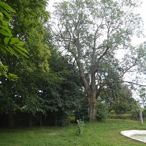 Brazilian Tapir enclosure