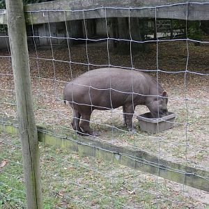 Brazilian Tapir