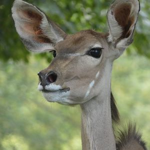 Greater Kudu