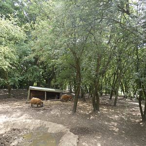 Red River Hog enclosure