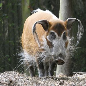 Red River Hog