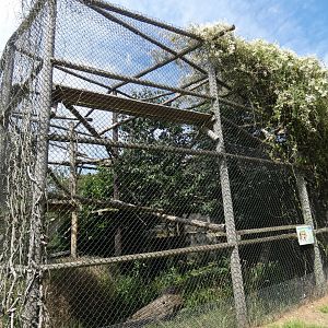 Clouded Leopard enclosure (3)