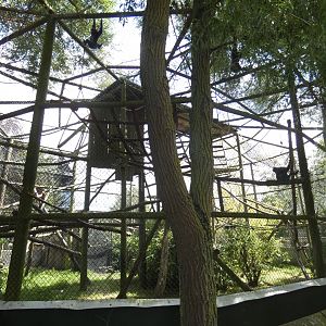 Moloch Gibbon enclosure (3)