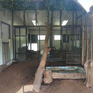 Giant Anteater indoor enclosure