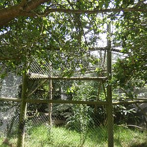 Fishing Cat enclosure