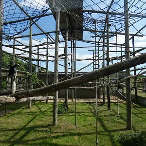 Black-and-white Colobus enclosure