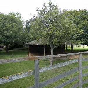 Eastern Bongo enclosure
