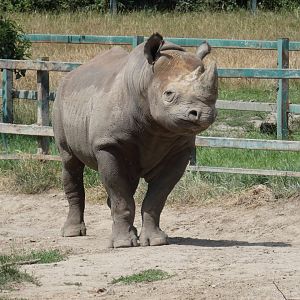 Eastern Black Rhino bull