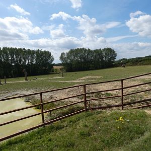 African Elephant enclosure
