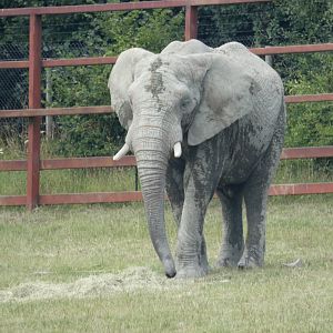 African Elephant bull