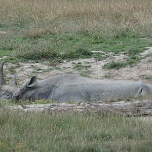 Eastern Black Rhino wallowing