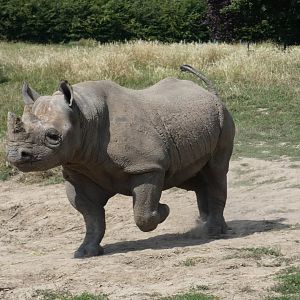 Eastern Black Rhino