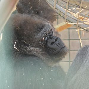 Western Lowland Gorilla