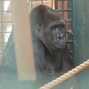 One-armed Western Lowland Gorilla