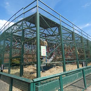 Western Lowland Gorilla enclosure (2)