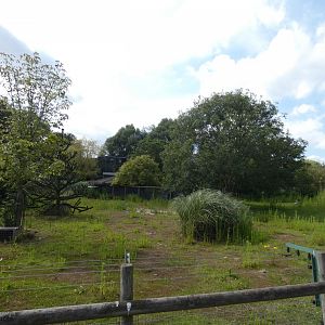 Giant Anteater enclosure