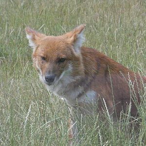 Dhole