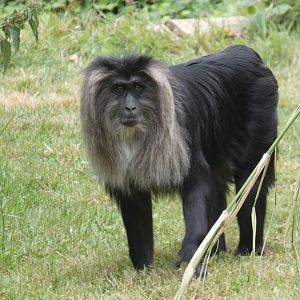 Lion-tailed Macaque