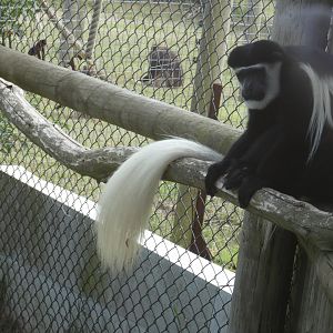 Black-and-white Colobus (with Gelada in the background)