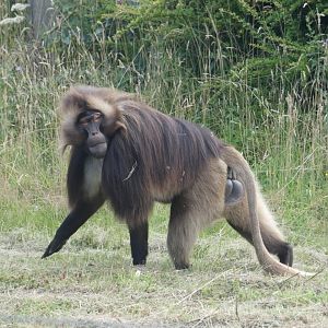 Gelada
