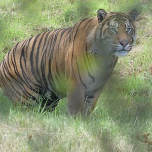 Sumatran Tiger