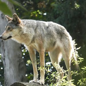 European Grey Wolf