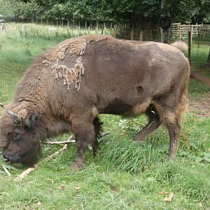 European Bison