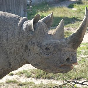 Eastern Black Rhino