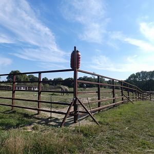 African Elephant enclosure (2)