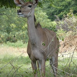 Greater Kudu