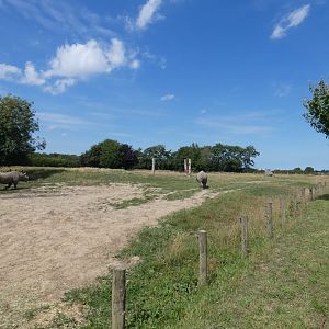 Eastern Black Rhino enclosure (2)