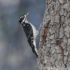 hairy woodpecker (Dryobates villosus)