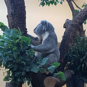Tiergarten Schönbrunn- koala- 2019